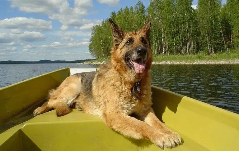 dog relaxing in a boat