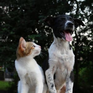 emotional support cat and dog sitting next to eachother