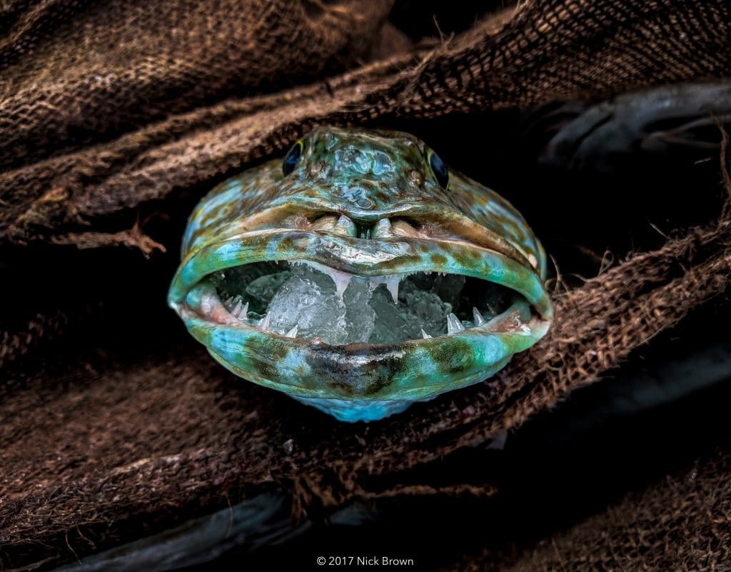 Diet and depression | You are what you eat angry trout face