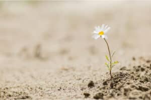 Wellness Today Blogs emotional resilience
