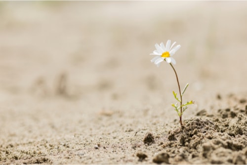 Wellness Today Blogs emotional resilience