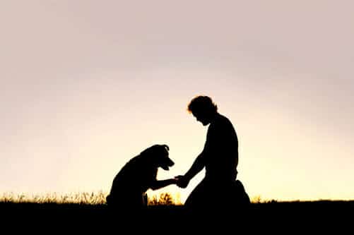 Best Jobs for People With Social Anxiety Post-COVID animal therapy in pa