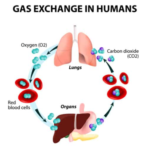 human gas exchange chart