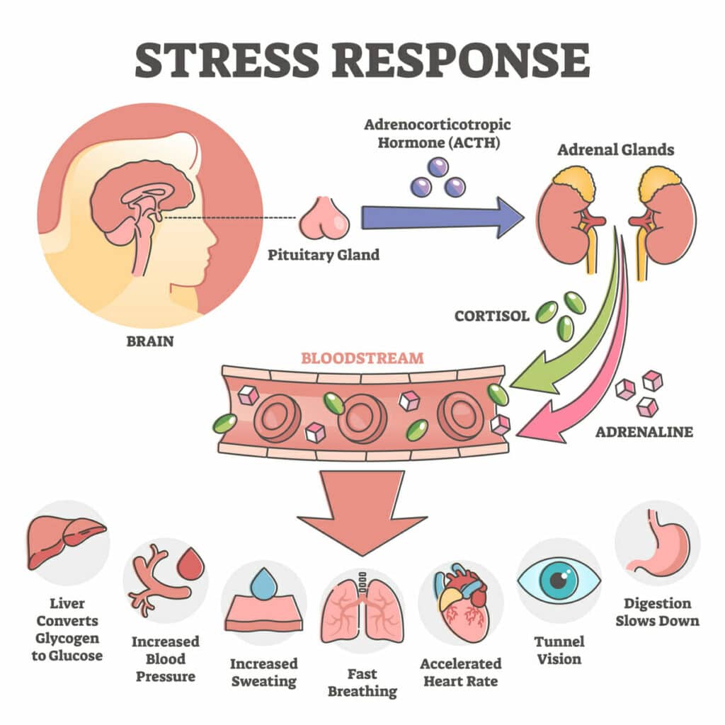 stress response chart for deep breathing