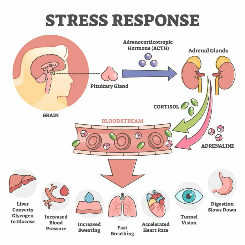 stress response chart for deep breathing