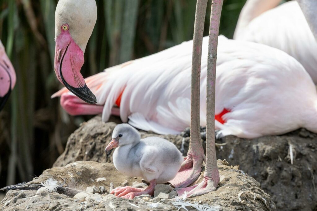 A flamingo giving her chick a better life by choosing to sacrifice for her in their own types of relationship dynamics.