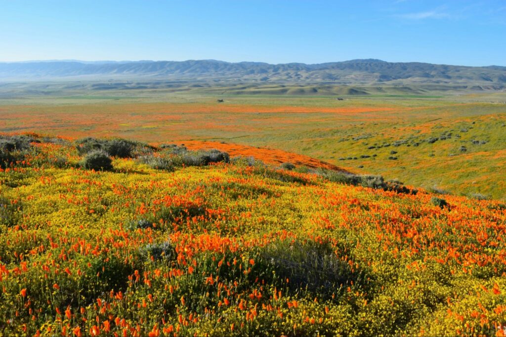 An analogy of growth in cultural identity via the phenomenon of a superbloom in the desert.