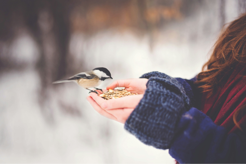 Like a bird feeling secure and cared for in a safe young woman’s hand, people shifting from disorganized attachment style in relationships to secure attachment styles can start to feel free and unwind.
