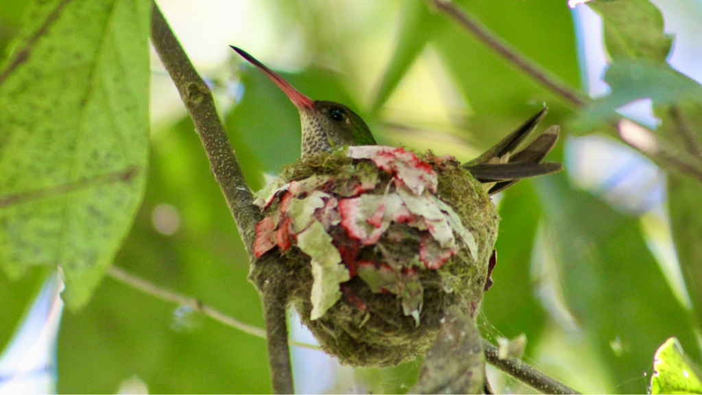 Just as a bird builds a strong and safe nest, so a parent builds, over time, with repeated efforts, ways to securely attach with their child, avoiding pitfalls like anxious attachment style in relationships.