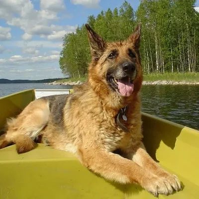 dog relaxing in a boat